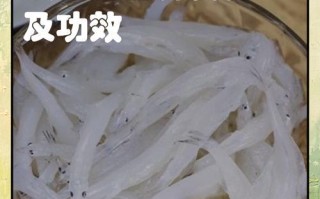 我的世界中银鱼如何养殖？养殖银鱼需要注意什么？