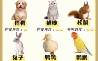 袖珍宠物的获取途径有哪些？