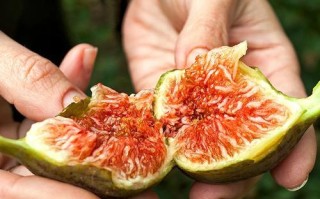炉石传说中无花果的玩法是什么？