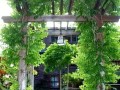 《花田小院庭院搭配指南》（打造属于你的花海乐园）