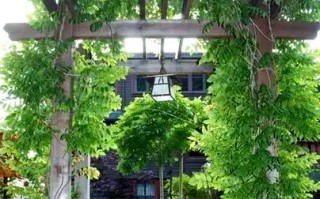 《花田小院庭院搭配指南》（打造属于你的花海乐园）