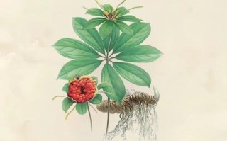 天龙八部中真重楼如何获得？真重楼的用途是什么？