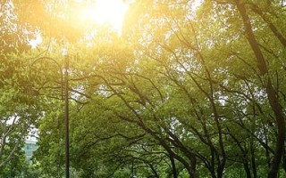 摩尔庄园手游攻略（如何获得红云龙舟雕像）