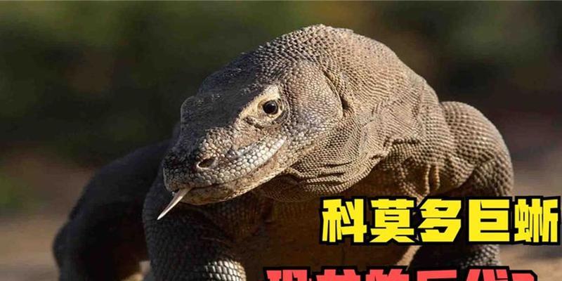问道中的巨蜥宠物性能如何？巨蜥在战斗中的作用是什么？-第1张图片-百团游戏