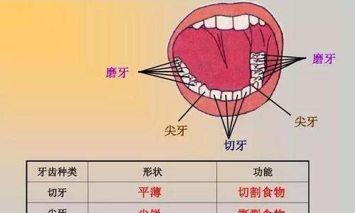 原神稚嫩的尖牙哪里多？如何快速收集稚嫩的尖牙？-第2张图片-百团游戏
