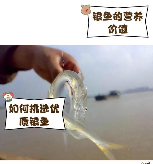 我的世界中银鱼如何养殖？养殖银鱼需要注意什么？-第2张图片-百团游戏