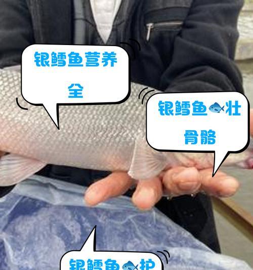 我的世界中银鱼如何养殖？养殖银鱼需要注意什么？-第3张图片-百团游戏