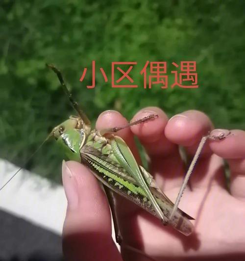 绿色蚂蚱在魔兽世界中如何获得？获取绿色蚂蚱的方法是什么？-第2张图片-百团游戏