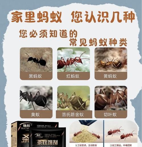 完美世界最强蚂蚁品种有哪些特点？-第3张图片-百团游戏