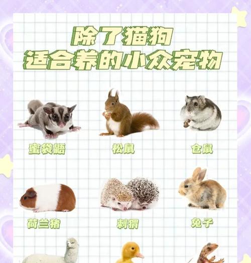 袖珍宠物的获取途径有哪些？-第2张图片-百团游戏