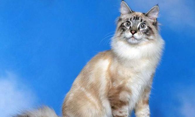 寻仙炫彩灵猫打门副的表现如何？炫彩灵猫适合打门副吗？-第3张图片-百团游戏