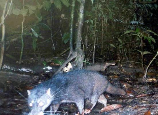 寻仙炫彩灵猫打门副的表现如何？炫彩灵猫适合打门副吗？-第2张图片-百团游戏
